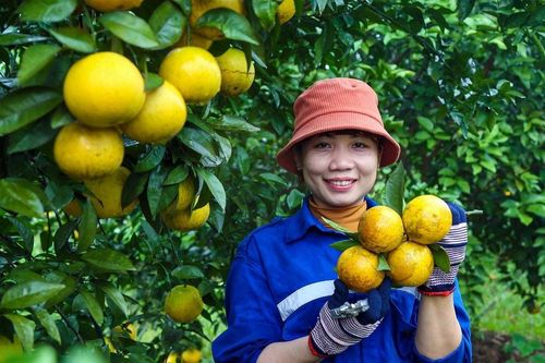 Ấn tượng Cam tươi FVF: Dòng cam đặc sản từ Tập đoàn TH