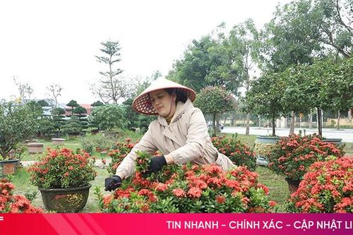 Nhà vườn hoa, cây cảnh khởi động mùa kinh doanh tết