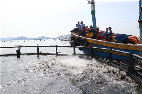 Vị thế trung tâm nuôi biển - Bài 1: Kỳ vọng ngành hàng giá trị tỷ USD