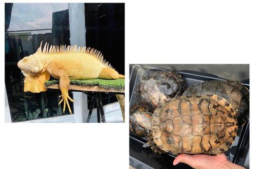 Nguy cơ từ tự phát buôn bán, gây nuôi các loài động vật ngoại lai