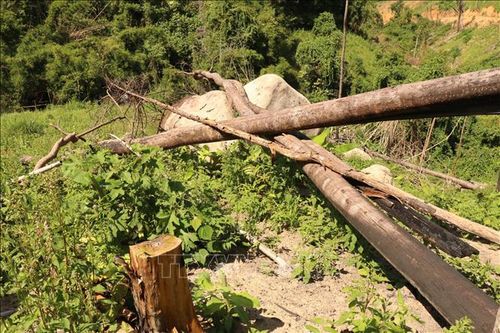 Quyết liệt ngăn chặn 'nạn' phá rừng, lấn chiếm đất rừng tại Krông Bông