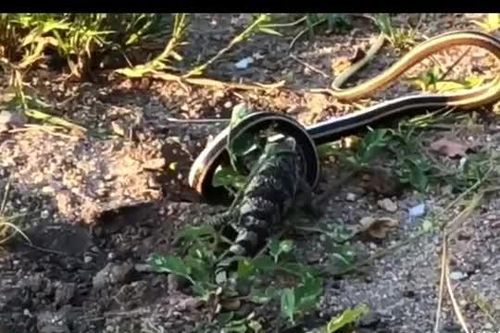 CLIP: Rắn cát bụng vàng tung đòn 'lốc xoáy', kỳ đà đáp trả đầy bản lĩnh trong trận chiến sinh tồn kịch tính