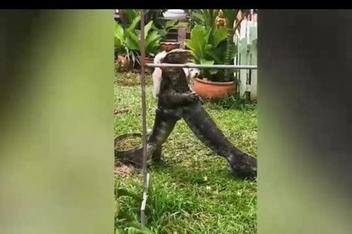 CLIP: Kỳ đà 'đại chiến' như võ sĩ MMA ngay trong vườn nhà
