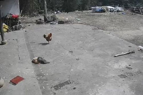 CLIP: Đại bàng săn gà mái và cái kết đầy bất ngờ khi gà trống xuất hiện
