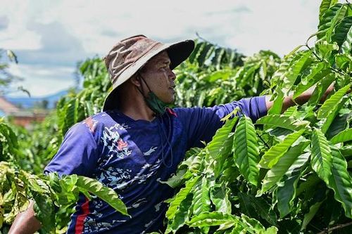 Việt Nam thí điểm thành công hệ thống dữ liệu rừng và vùng trồng cà phê