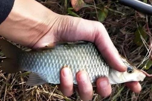 Một loài sống trên cạn, một loài sống dưới nước, vậy tại sao cá lại thích ăn giun đất?