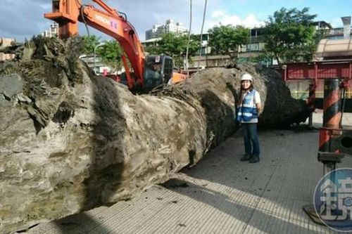 Công trường náo loạn vì đào đất phát hiện cây gỗ trị giá 3.487 tỷ đồng, tỏa mùi thơm ngào ngạt