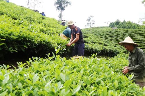 Nông dân Mường Khương trồng mới 2.380 ha chè
