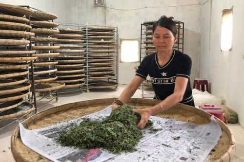 Trại tằm giống 30 năm tuổi trên dốc 800