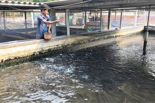 Trợ lực giúp nông dân sản xuất, kinh doanh giỏi