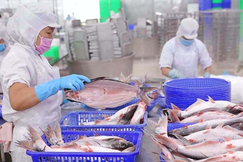Thủy sản Vĩnh Hoàn (VHC): Xuất khẩu sang Mỹ, EU, Trung Quốc tăng trưởng tới 40%