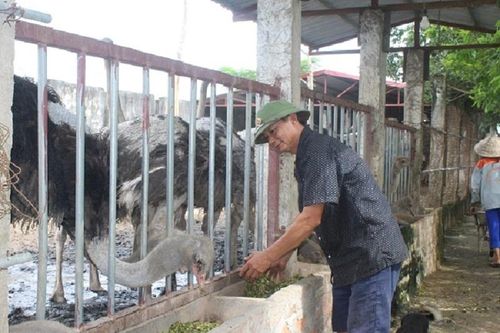 Người chăn nuôi, HTX tích cực tăng đàn, sẵn sàng nguồn cung thực phẩm Tết