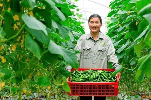 Hải Dương dẫn đầu vùng đồng bằng sông Hồng về sản xuất nông nghiệp công nghệ cao