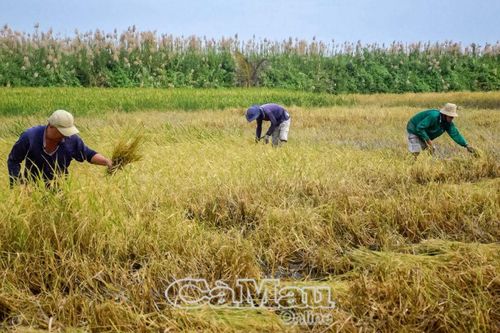 Mùa gặt thuê trên đất lúa – tôm