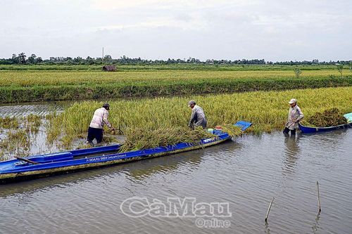 Bảo vệ trà lúa tôm đang vào thu hoạch