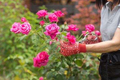 Mùa đông cắt tỉa 3 loại cây này, hoa sẽ nở tưng bừng vào mùa xuân