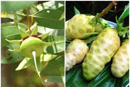 Bất ngờ 2 loại quả 'nhà nghèo' thành đặc sản xuất khẩu