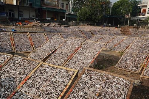 Làng biển Nghệ An rộn ràng vào mùa chế biến cá cơm