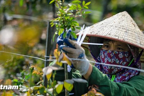 Người trồng hoa Mê Linh tất bật chuẩn bị cho vụ hoa Tết Nguyên đán 2025