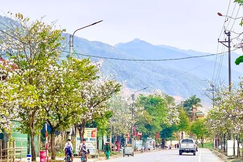 Băn khoăn ẩm thực từ hoa ban
