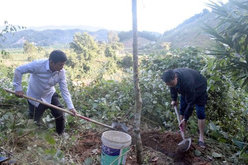 Nậm Pồ khó triển khai trồng mắc ca