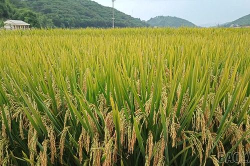 Lào Cai có thêm 2 giống lúa mới được công nhận lưu hành