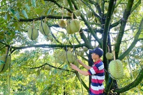 Đam Rông vượt khó xây dựng nông thôn mới (Bài 2)