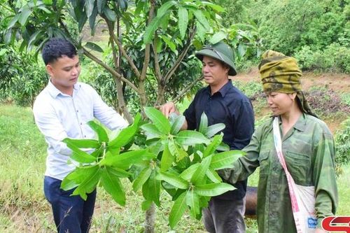 Chiềng Hoa xây dựng nông thôn mới