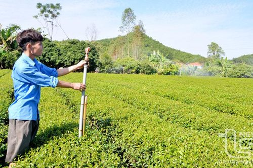 Ứng dụng khoa học công nghệ để sản xuất chè an toàn