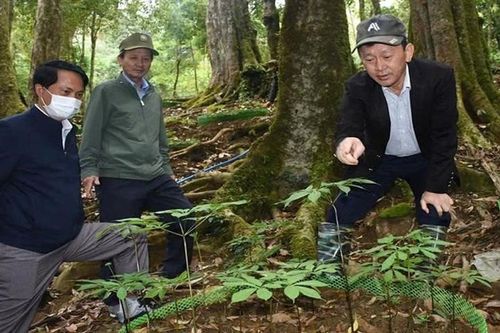 Hội thảo sâm Ngọc Linh: Đòn bẩy nâng tầm 'Quốc bảo' Việt Nam