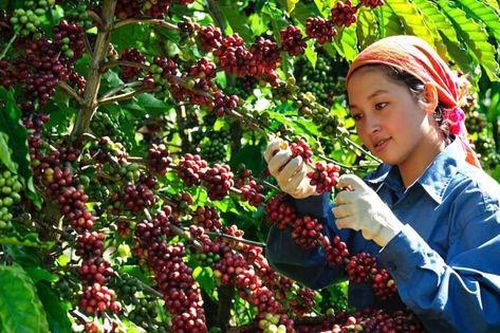 Cơ hội tốt cho cà phê Việt tiến sâu vào thị trường châu Âu
