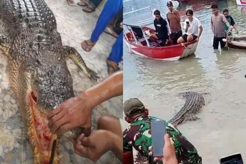 Bất lực nhìn cá sấu khổng lồ ngoi lên mặt nước tấn công người phụ nữ