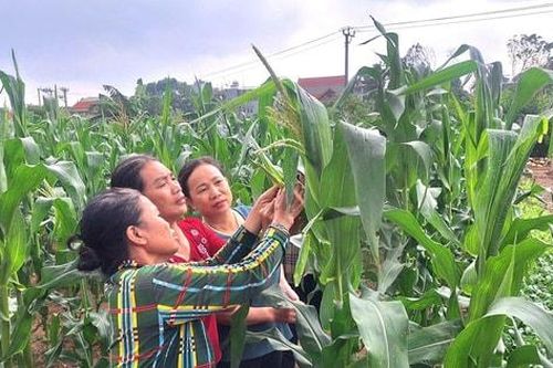 Gia Lâm triển khai nhiều mô hình sản xuất nông nghiệp hiệu quả