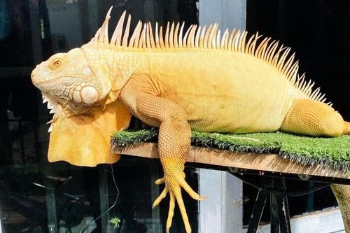Nuôi động vật hoang dã ngoại lai làm thú cưng có gây hại gì không?