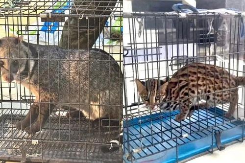 Sơn La: Bắt giữ đối tượng buôn bán động vật quý hiếm