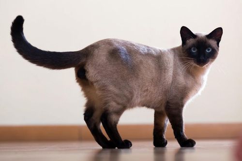 Loài mèo có dáng vẻ huyền bí, từng được giới hoàng gia ưa chuộng