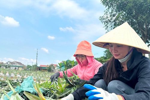 Trồng dứa - hướng đi mới giúp thoát nghèo ở miền núi