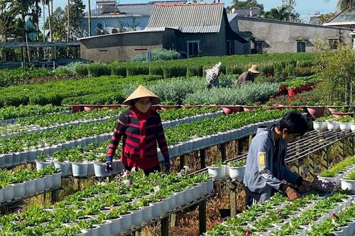 Người trồng hoa tết gặp khó