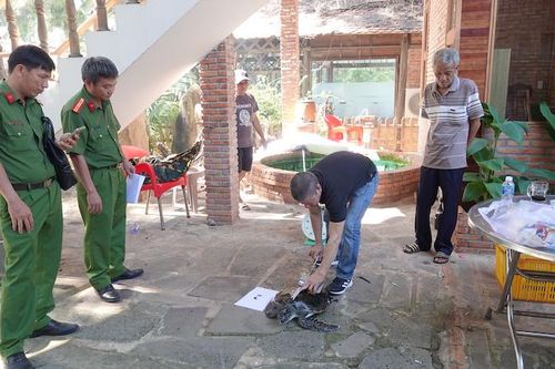 Thả cá thể rùa biển quý hiếm về tự nhiên
