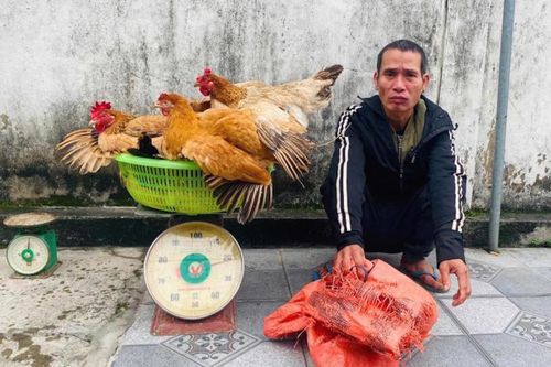 Trộm gà nhà anh trai