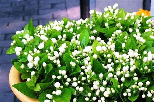 Loại hoa rẻ bèo ở Việt Nam, sang nước ngoài nửa triệu đồng/kg