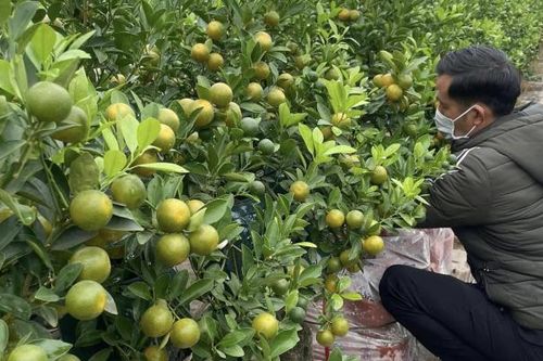 Giá quất tăng cao, thương lái tranh nhau đặt cọc sớm