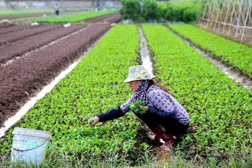 Xây dựng chuỗi cung ứng nông sản an toàn cho dịp Tết