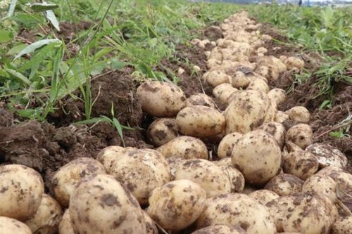Mỹ phát triển giống khoai tây chịu nhiệt giúp ứng phó biến đổi khí hậu