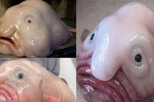 Khám phá loài động vật xấu xí nhất thế giới, chỉ nhìn 1 lần cũng gây ám ảnh cả đời