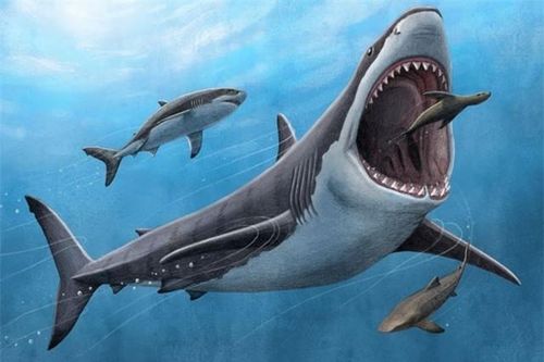 Bí ẩn về quái thú cổ đại Megalodon thống trị đại dương, khủng long cũng chỉ cúi đầu làm 'đàn em'