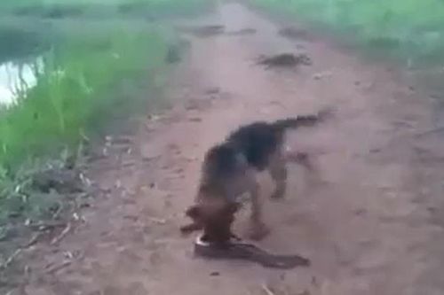CLIP: Lỡ dại ngoạm lươn điện, chó nhà nhận cái kết đầy đau đớn