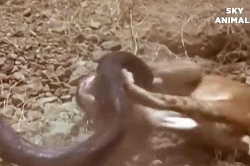 CLIP: Định nuốt sống sư tử con, trăn khủng phải trả giá bằng cả tính mạng