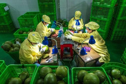 Những phụ nữ ở Bến Tre 'làm đẹp' cho bưởi xuất ngoại