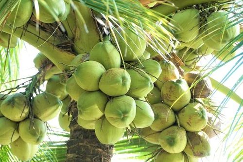 Tài nguyên bản địa: Có nhưng chưa đủ